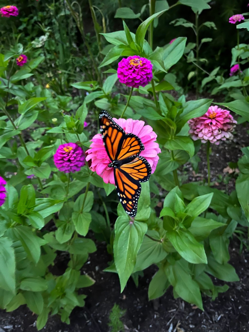 Introduction to Gardening: An Overview