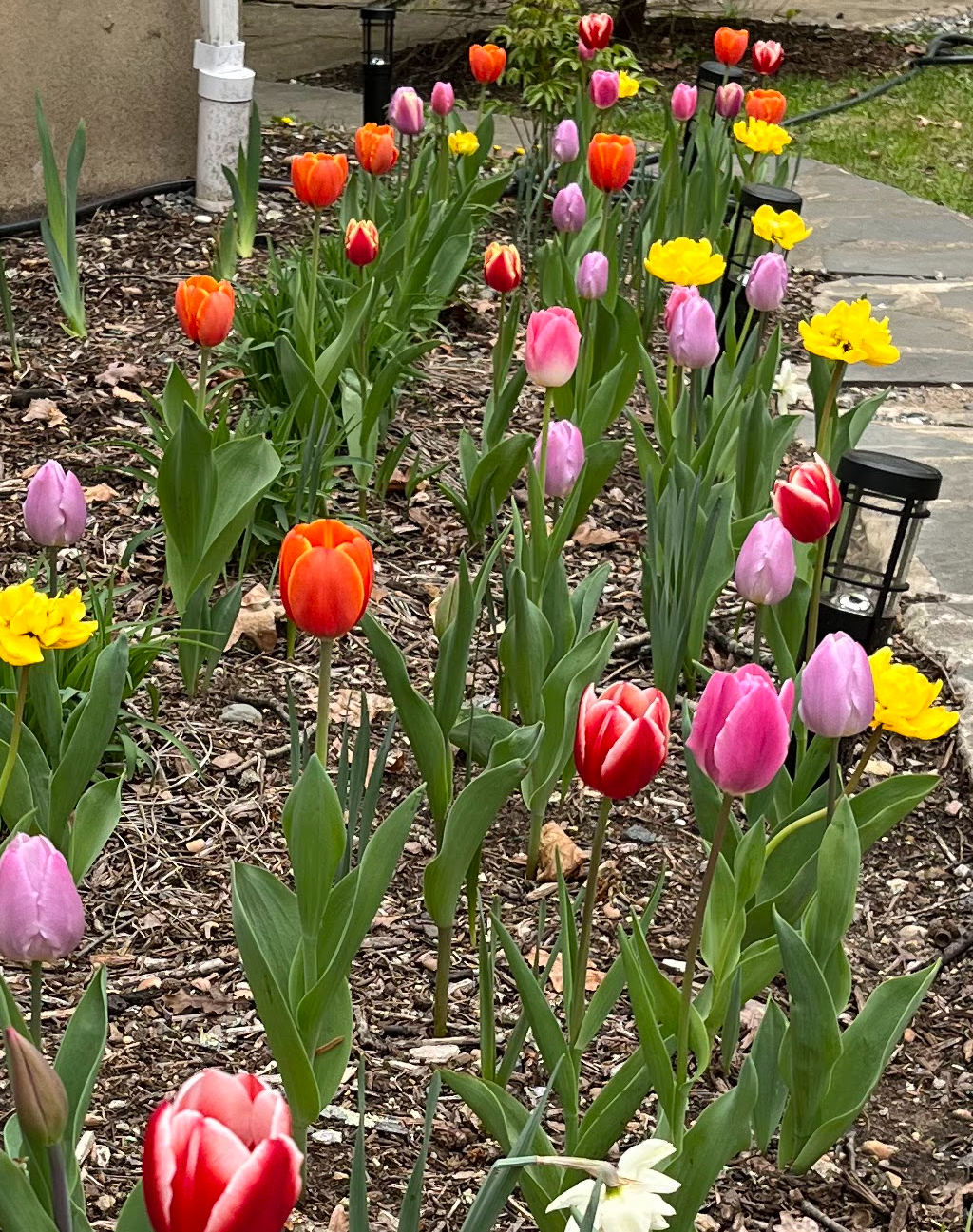 The many benefits of gardening