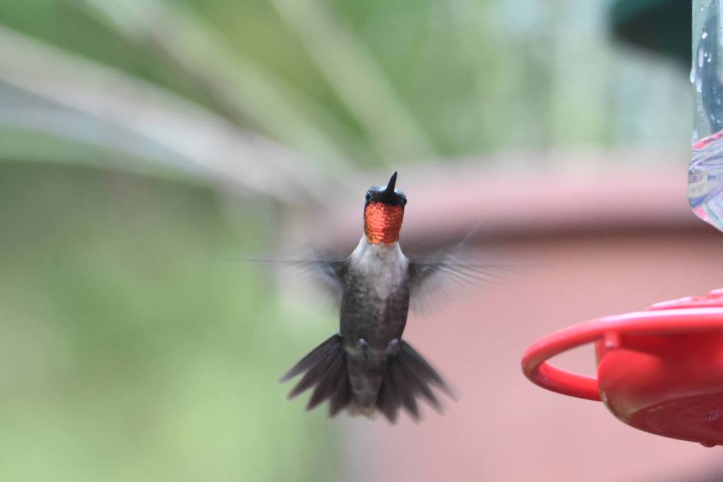 Creating a Hummingbird Haven: Attracting Hummingbirds to Your&nbsp;Garden