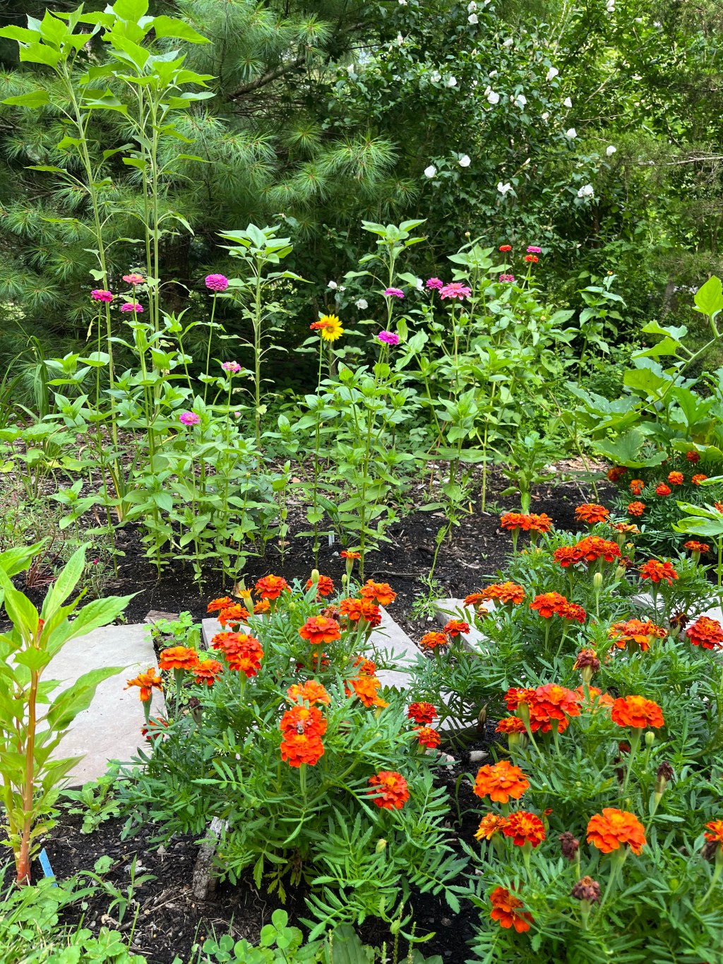 What is Companion&nbsp;Planting?