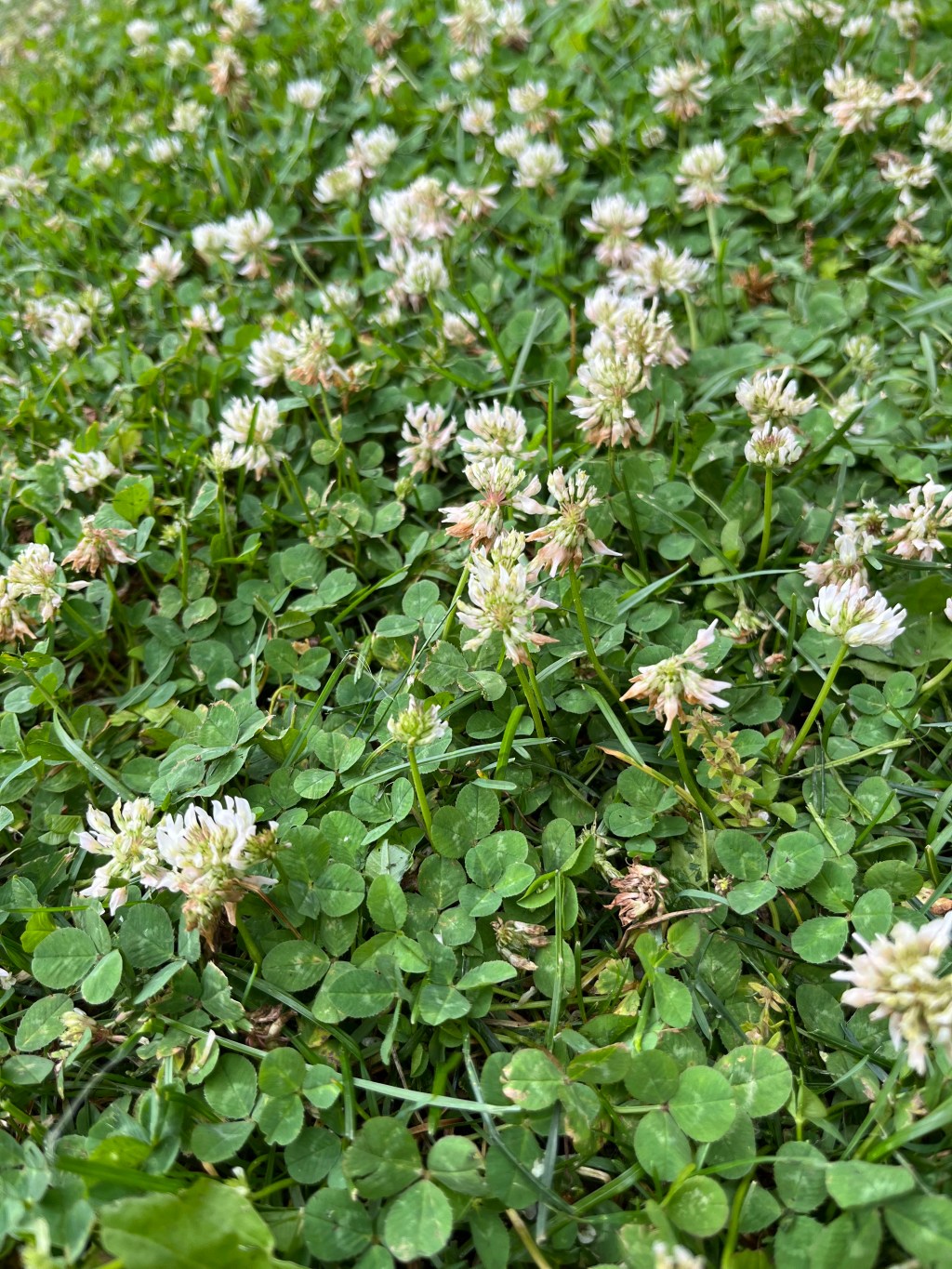 Friend or Foe? Surprising Benefits of the Weeds in Your&nbsp;Yard