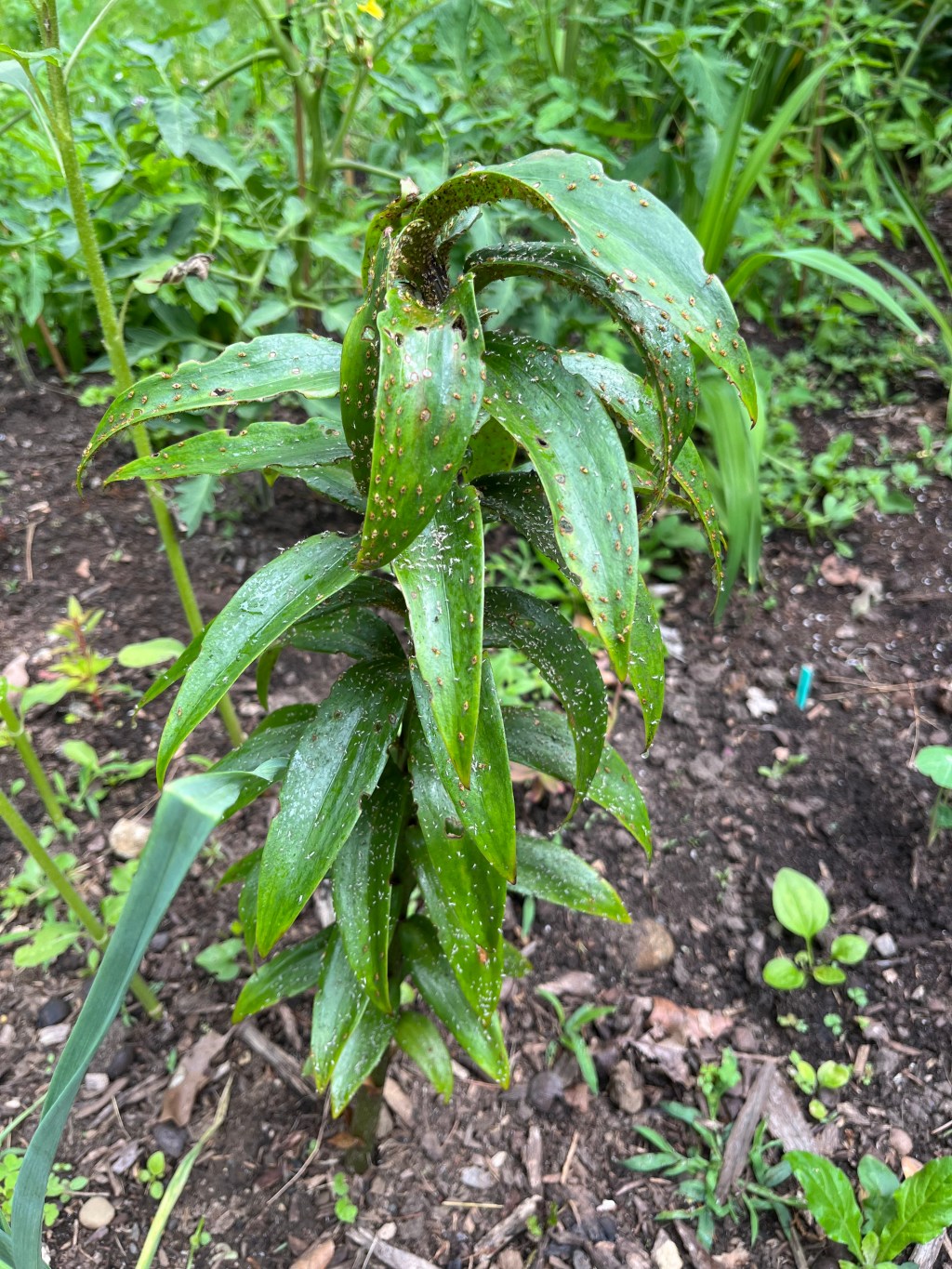 Attack of the Aphids: How to Win the&nbsp;Battle!